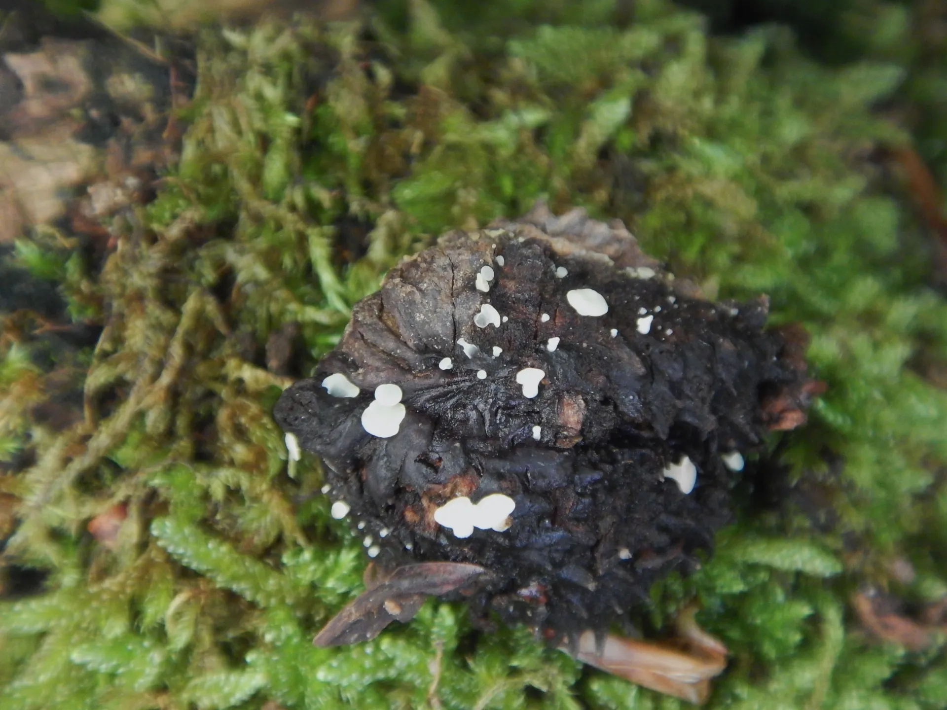Hymenoscyphus fagineus, 24-05-28 (2)